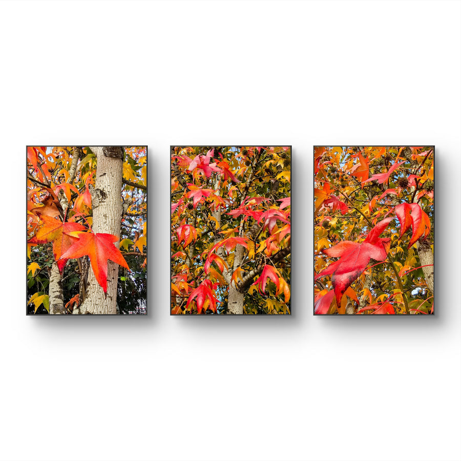 Autumn Vibrant Trees - Authentic Closeup Photography - 3 Piece Vertical Unframed Canvas Print Set - Biophilic Fall Wall Art Decor