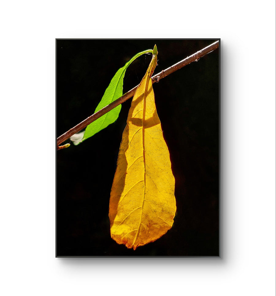 Autumn Yellow Leaf Sunlit Photography Vertical Print