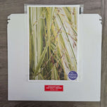 Kissed by Rain — Japanese Sedge Grass with Raindrops | Botanical Canvas Wall Art | Vertical Macro Photography Print | Biophilic Nature Decor