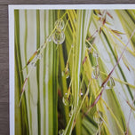 Kissed by Rain — Japanese Sedge Grass with Raindrops | Botanical Canvas Wall Art | Vertical Macro Photography Print | Biophilic Nature Decor