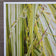 Kissed by Rain — Japanese Sedge Grass with Raindrops | Botanical Canvas Wall Art | Vertical Macro Photography Print | Biophilic Nature Decor