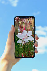 Digital 4 Prints 4x3 & 16x9 Ratios | White Summer Flowers Authentic Macro Photography | Instant Download for Home Wall Art Décor & Multi-Device Wallpapers