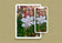 Digital 4 Prints 4x3 & 16x9 Ratios | White Summer Flowers Authentic Macro Photography | Instant Download for Home Wall Art Décor & Multi-Device Wallpapers