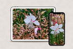 Digital 4 Prints 4x3 & 16x9 Ratios | White Summer Flowers Authentic Macro Photography | Instant Download for Home Wall Art Décor & Multi-Device Wallpapers