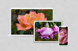 Digital 4 Prints 4x3 & 16x9 Ratios | Pink & Orange Roses with Raindrops Authentic Macro Photography | Instant Download for Home Wall Art Decor & Multi-Device Wallpapers