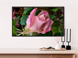Digital 4 Prints 4x3 & 16x9 Ratios | Pink & Orange Roses with Raindrops Authentic Macro Photography | Instant Download for Home Wall Art Decor & Multi-Device Wallpapers