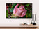 Digital 4 Prints 4x3 & 16x9 Ratios | Pink & Orange Roses with Raindrops Authentic Macro Photography | Instant Download for Home Wall Art Decor & Multi-Device Wallpapers