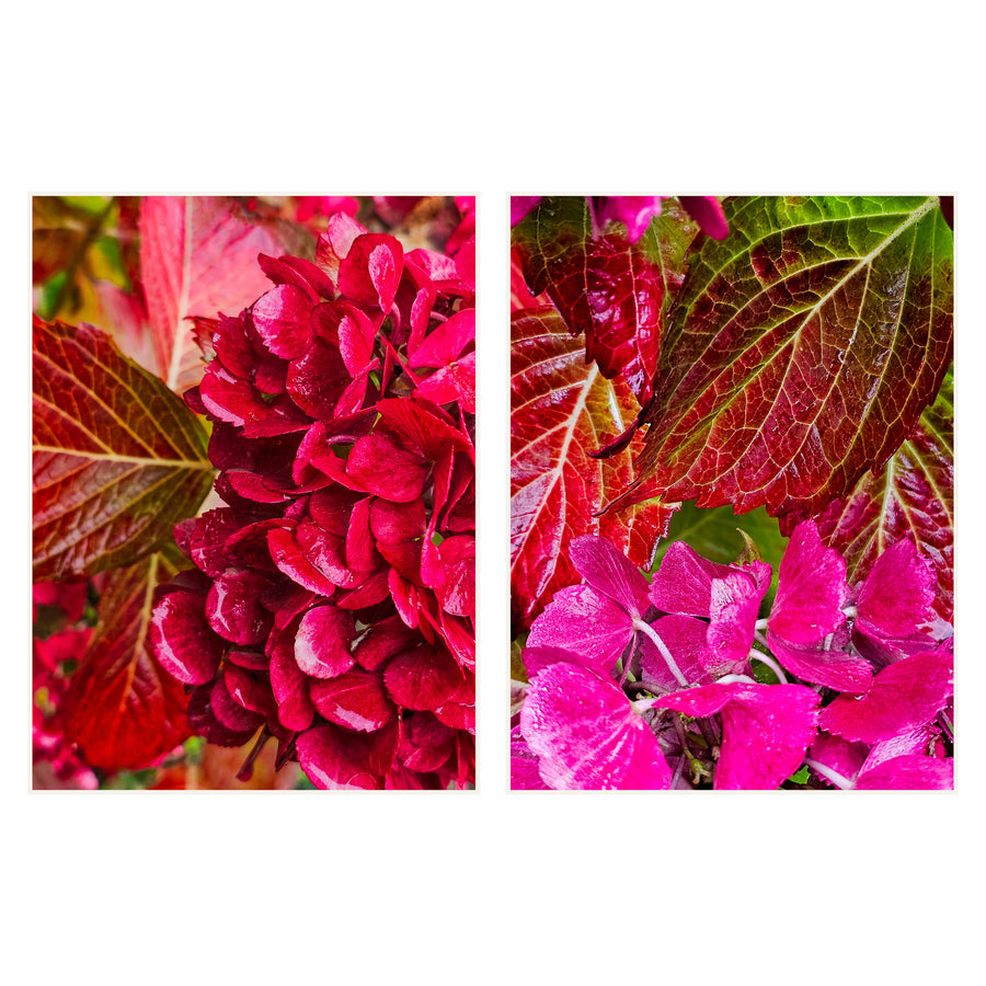 Autumn Hydrangea Photography Canvas Wall Art Set of 2