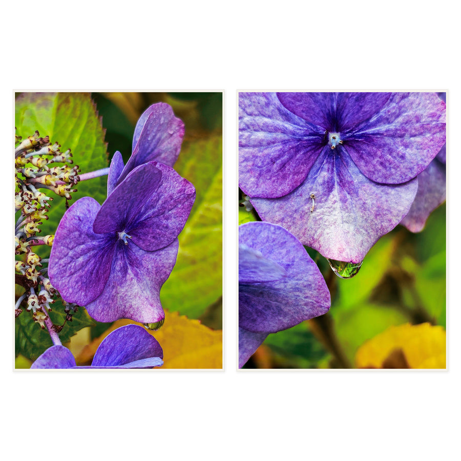 Rainy Purple Hydrangea Fine Art Photography Set of 2