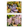 Kissed by Rain — Echeveria Succulent Macro Photography | Unframed Canvas Print Set of 2 | Biophilic Wall Art