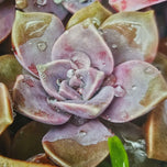 Kissed by Rain — Echeveria Succulent Macro Photography | Unframed Canvas Print Set of 2 | Biophilic Wall Art