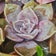 Kissed by Rain — Echeveria Succulent Macro Photography | Unframed Canvas Print Set of 2 | Biophilic Wall Art