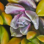 Kissed by Rain — Echeveria Succulent Macro Photography | Unframed Canvas Print Set of 2 | Biophilic Wall Art