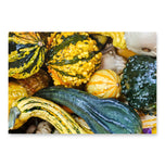 Fall Harvest Gourds Wrapping Paper | Authentic Nature Photography Gift Wrap | 3 Large Sheets | Autumn Thanksgiving Gift Wrap