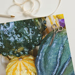 Fall Harvest Gourds Wrapping Paper | Authentic Nature Photography Gift Wrap | 3 Large Sheets | Autumn Thanksgiving Gift Wrap