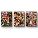 Frosted Leaves Canvas Art | Winter Nature Photography | 3-Piece Set