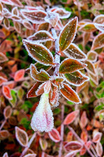 Frosted Leaves Canvas Art | Winter Nature Photography | 3-Piece Set