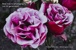 For Rose Lovers - Garden Rose Macro Photography | Unframed Purple Canvas Wall Art Print | Horizontal Floral Living Room Decor