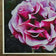 For Rose Lovers - Garden Rose Macro Photography | Unframed Purple Canvas Wall Art Print | Horizontal Floral Living Room Decor