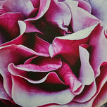 For Rose Lovers - Garden Rose Macro Photography | Unframed Purple Canvas Wall Art Print | Horizontal Floral Living Room Decor
