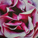 For Rose Lovers - Garden Rose Macro Photography | Unframed Purple Canvas Wall Art Print | Horizontal Floral Living Room Decor
