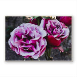 For Rose Lovers - Garden Rose Macro Photography | Unframed Purple Canvas Wall Art Print | Horizontal Floral Living Room Decor