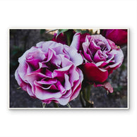 files/Garden-Rose-Macro-Photography-Unframed-Purple-Canvas-Wall-Art-Print-Horizontal-Floral-Living-Room-Decor_7.jpg