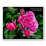 For Rose Lovers - Pink Roses Closeup Photography | Unframed Horizontal Canvas Wall Art Print for Living Room