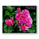For Rose Lovers - Pink Roses Closeup Photography | Unframed Horizontal Canvas Wall Art Print for Living Room