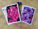 Greeting / Note Cards with Envelopes Featuring Vibrant Hydrangea Blossoms Original Photography | Blank 4 Cards Set 4.5x6.25 in, 5.5x8.5 in