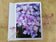 Greeting / Note Cards with Envelopes Featuring Vibrant Hydrangea Blossoms Original Photography | Blank 4 Cards Set 4.5x6.25 in, 5.5x8.5 in