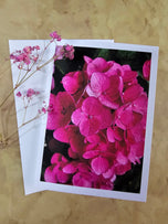 Greeting / Note Cards with Envelopes Featuring Vibrant Hydrangea Blossoms Original Photography | Blank 4 Cards Set 4.5x6.25 in, 5.5x8.5 in