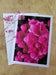 Greeting / Note Cards with Envelopes Featuring Vibrant Hydrangea Blossoms Original Photography | Blank 4 Cards Set 4.5x6.25 in, 5.5x8.5 in