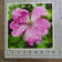 Kissed by Rain — Summer Garden Flowers Macro Photography | Unframed Canvas Print Set of 3 | Biophilic Square Wall Art