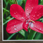 Kissed by Rain — Summer Garden Flowers Macro Photography | Unframed Canvas Print Set of 3 | Biophilic Square Wall Art