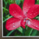 Kissed by Rain — Summer Garden Flowers Macro Photography | Unframed Canvas Print Set of 3 | Biophilic Square Wall Art