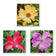 Kissed by Rain — Summer Garden Flowers Macro Photography | Unframed Canvas Print Set of 3 | Biophilic Square Wall Art
