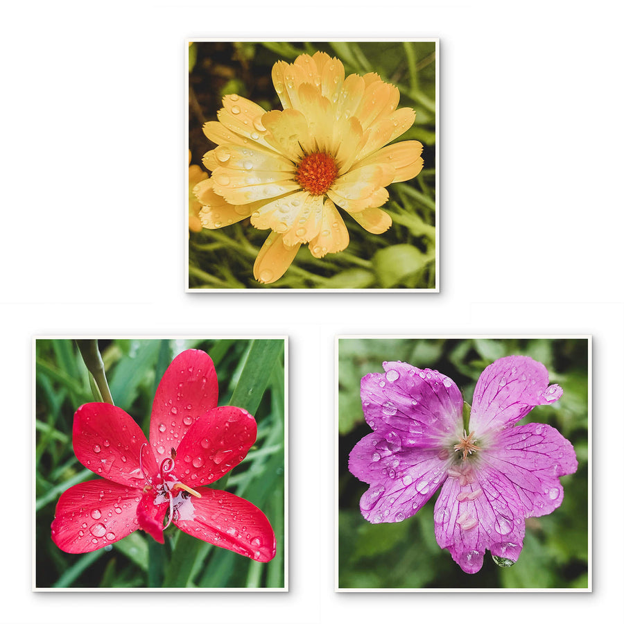 Kissed by Rain — Summer Garden Flowers Macro Photography