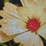 Kissed by Rain — Summer Garden Flowers Macro Photography | Unframed Canvas Print Set of 3 | Biophilic Square Wall Art