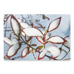 Nature-Inspired Holiday Gift Premium Wrapping Paper Featuring Winter Snow Red Leaves Authentic Photography | 28.75"×19.75" Set of 3 Sheets