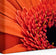 Orange Floral Canvas Wall Art | Spring Gerbera Macro Photography | Horizontal Gallery Wrapped Print | Ready to Hang