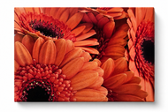 Orange Floral Canvas Wall Art | Spring Gerbera Macro Photography | Horizontal Gallery Wrapped Print | Ready to Hang