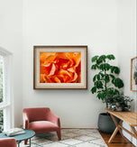 Orange Rose Petals with Raindrops - Authentic Macro Photography - Unframed Canvas Horizontal Print - Biophilic Style Wall Art Decor