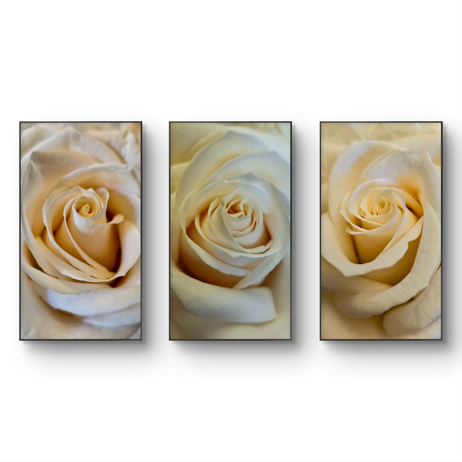 Pale Yellow Roses Canvas Wall Art Set of 3