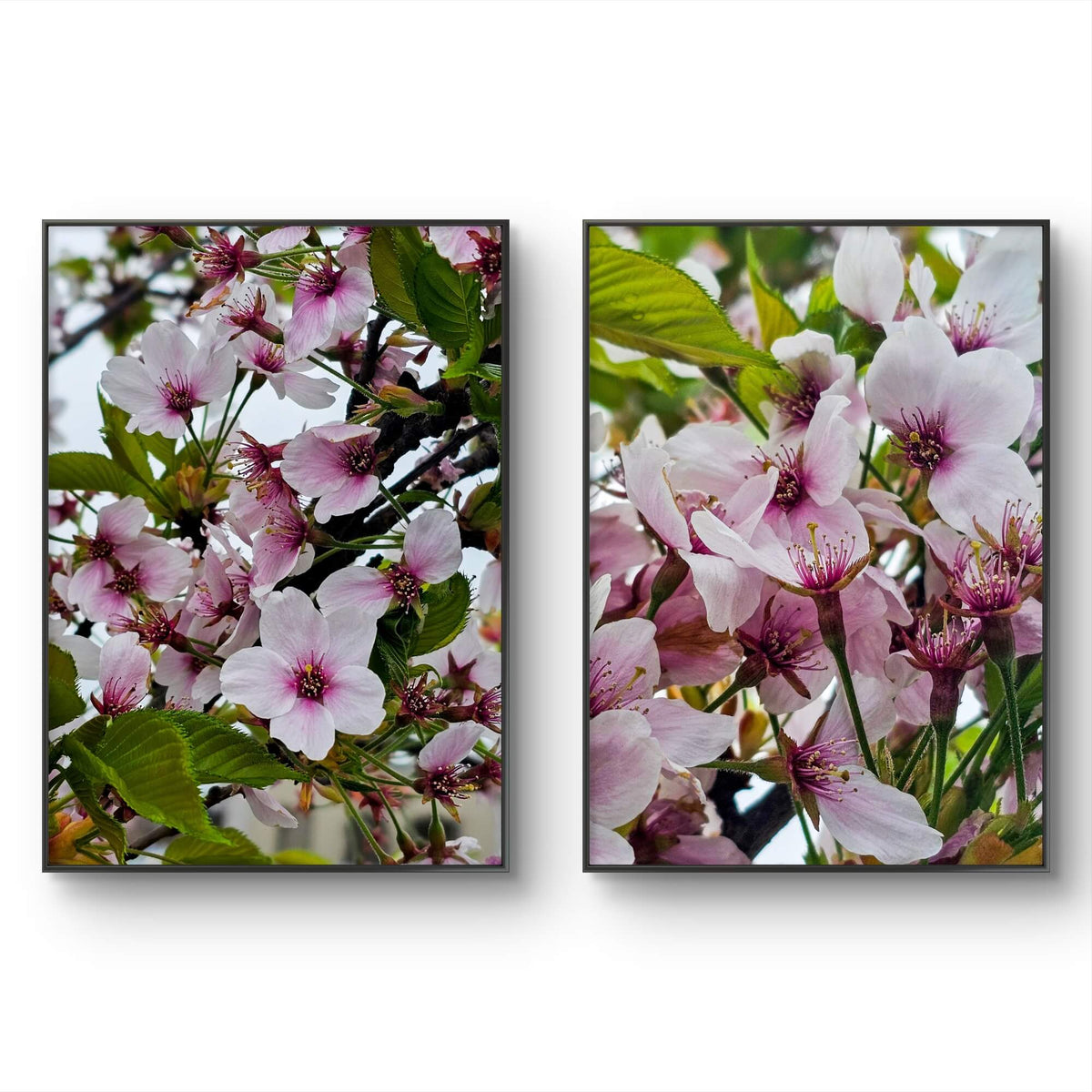 Pink Cherry Blossom Macro Photography Canvas Set of 2