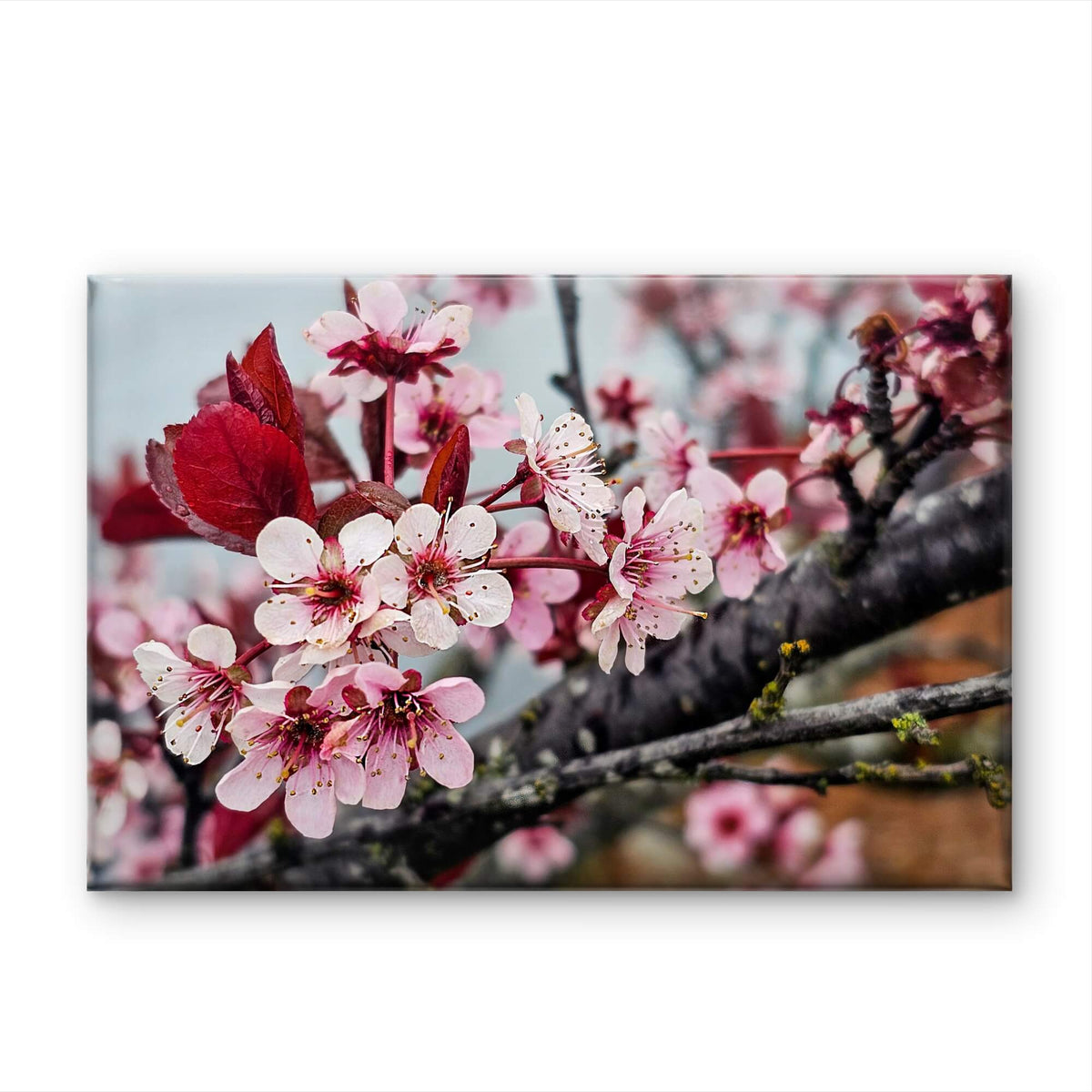 Pink Cherry Gallery‑Wrapped Canvas Wall Art