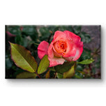 Pink Coral Rose Gallery-Wrapped Canvas Art | Ready-to-Hang Garden Photography | Joyful Biophilic Wall Decor | 1.25" Thick Stretched Canvas