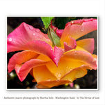 Pink and Gold Bicolor Rose with Raindrops Canvas Wall Art | Authentic Macro Photography | Unframed Horizontal Print
