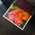 Pink and Gold Bicolor Rose with Raindrops Canvas Wall Art | Authentic Macro Photography | Unframed Horizontal Print