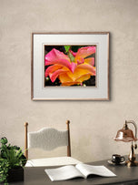Pink and Gold Bicolor Rose with Raindrops Canvas Wall Art | Authentic Macro Photography | Unframed Horizontal Print
